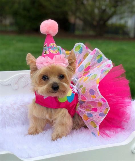 tutu dress for dogs